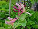 lonicera heckrotti goldflame.JPG
